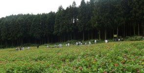 등산객 반기는 ‘축령산 백일홍’