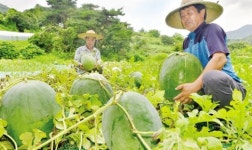 광주 특산품 무등산 수박 출하