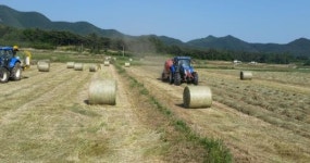 장흥 국산 조사료 자급률 향상 박차