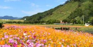 황룡강변 꽃들의 향연