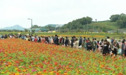 장성 노란꽃잔치 ‘전국 축제’ 도약