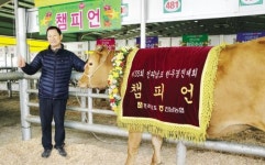 제35회 전남 한우 챔피언