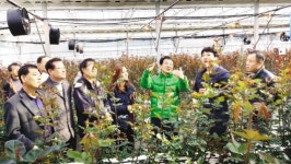 강진 ‘청자골 장미’ 고품질화 인기몰이