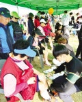 [건강 걷기대회]테이핑하고 걸으세요