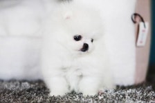 펫갤러리아 1~3층 강아지분양빌딩, 미니비숑프리제 확장으로 일산·인천 애견 고객 인기