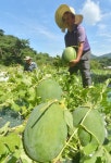 무등산수박 본격 출하