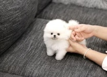 창립 10주년 펫갤러리아, 수능할인 및 감사이벤트로 강아지분양 50% 할인