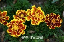 메리골드 천수국, 만수국 다른 꽃말은 무엇? 