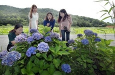 강진 고성사 수국 만개