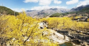 [남도의 명품마을을 찾아서] (8) 구례 산수유마을