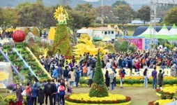 장성 황룡강 노란꽃잔치 “대박났네”