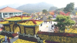 깊어가는 가을…영암 “월출산국화축제로 오세요”