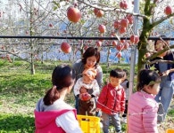 장성 사과테마공원 수확체험
