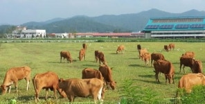 전남도, 새천년 축산모델 개발 박차
