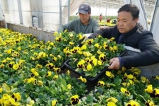 해남농업기술센터 봄꽃 활짝