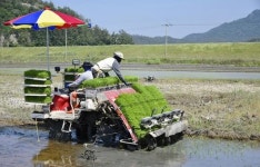 진도 군내면 모내기 ‘한창’
