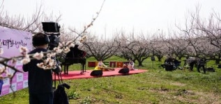 랜선으로 만난 땅끝매화축제