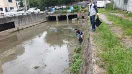 화순 만연천 물고기 떼죽음