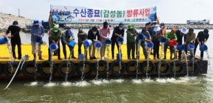 함평 손불면 월천항 감성돔 치어 방류