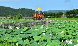 황룡강변에 핀 연꽃의 향연