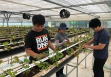 보성군, 청년농업인 경영 실습 임대농장 운영