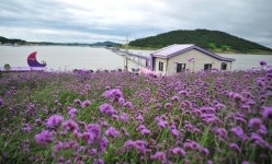 “봄꽃 향기 가득…전남 섬 여행 어때요”