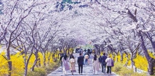 봄 기운 만연… 전남 곳곳 벚꽃 축제