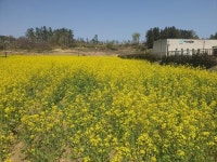 ‘봄 전령’ 유채꽃 단지 조성…관광객 등 호응