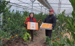 곡성군, 아열대성 작물 ‘천혜향’ 첫 출하