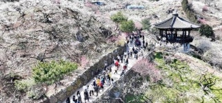 매화 향기에 취해…