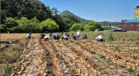 전남도 농식품국, 농촌 일손돕기 ‘구슬땀’