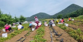 담양 무정면, 취약계층 대상 햇감자 나눔 활동