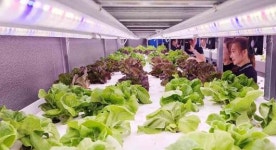 북구 우산동에 친환경 농법 ‘스마트팜’ 들어섰다