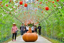 ‘오색 꽃 향연’…장성 황룡강 가을꽃축제 열린다