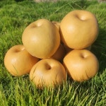 [박계영의 몸에 좋은 제철음식](96)배…별미요리 3가지