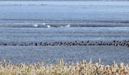 천연기념물 ‘큰고니’ 3년만에 순천만 월동