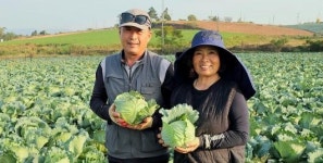 전남도 11월 친환경농산물 ‘무안 유기농 양배추’