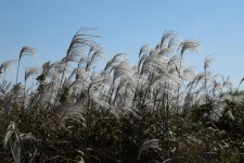 [장갑수와 함께 걷는 길]광주 ‘황룡강 생태길 30’