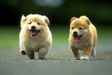 [공감신문] 영원한 우리의 친구 강아지