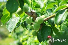 광양청홍매실농장, 무농약 햇매실 예약판매 실시