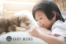 착한 강아지분양 사이트 베이비몽 6월 애견분양 이벤트 진행