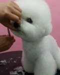 서울 건국대학교 미래지식원, 애견미용 취미반 1기 개설 수강생 모집