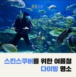 [공감신문] 스킨스쿠버를 위한 여름철 다이빙 명소