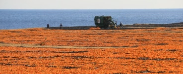 제주 감귤 껍질 속 기능성 성분, 제품화한다