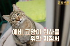 [공감신문 알쓸다정] 예비 고양이 집사가 알아야 할 정보들
