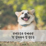 [공감신문 교양공감] 반려동물과 함께라면 꼭 알아둬야 할 법안들