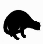 [공감신문 교양공감] 초보집사를 위한 고양이 행동분석 모음집