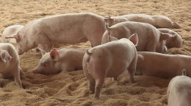 돼지 A형 구제역 이번 주가 고비...농장이동 제한 9일까지 연장