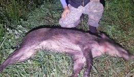 도봉구 농장에 멧돼지떼 출몰...7마리 중 5마리 사살