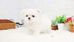 안심할 수 있는 20년 경력의 홈브리딩, 대전 강아지 분양 드림퍼피 주목